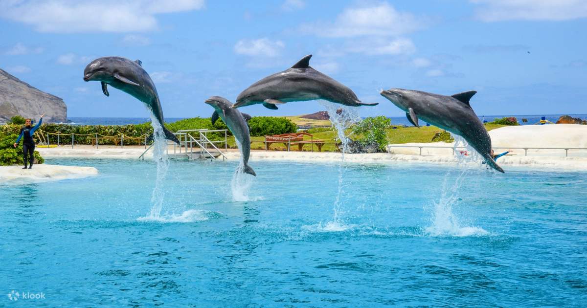 Dolphin Swimming Adventure Private Trip In Oahu%2C Hawaii 